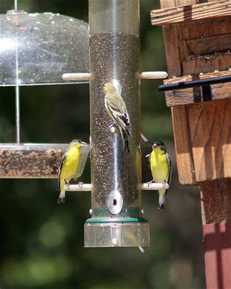 Attracting Lesser Goldfinches (Carduelis psaltria) - The Firefly Forest