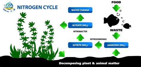 Nitrogen Cycle Steps And Significance