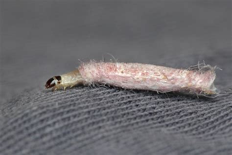 case bearing moth diamond pest control