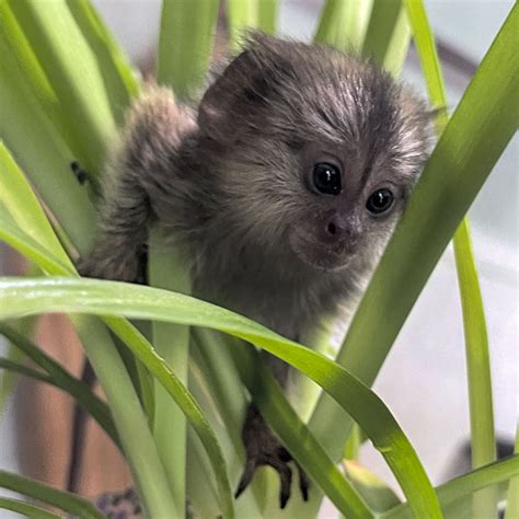 Про мармозеток - marmosets.com.ua Продажа мармозеток живі міні мавпи ручні
