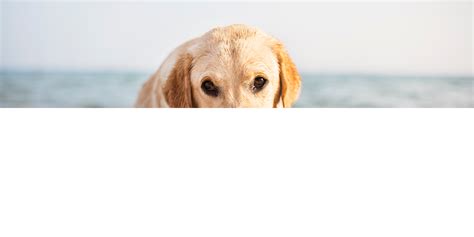 The Local Element Lakeshore Dog-Friendly Beaches