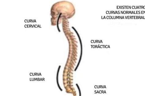 Tiempo De Baja Por Rectificaci N Cervical Cu Nto Dura Realmente