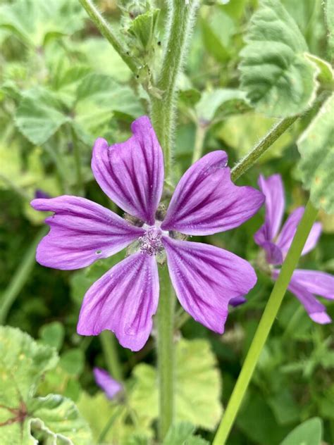 Grande Mauve Créateur De Forêt