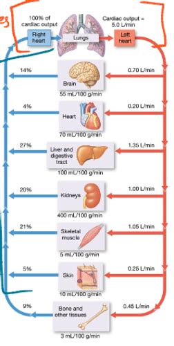 Cardio Hemodynamics And Cardiac Function Flashcards Quizlet