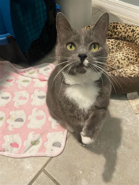 orange county animal services orlando