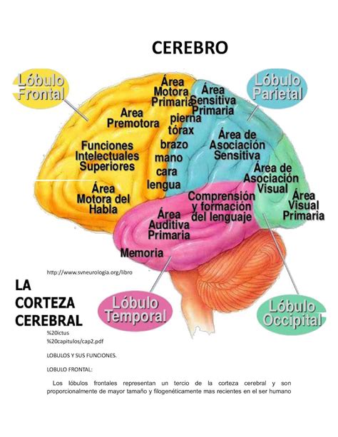 Calam O Lobulos Y Funciones Del Cerebro