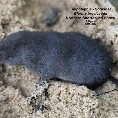 Northern Short Tailed Shrew American Society Of Mammalogists