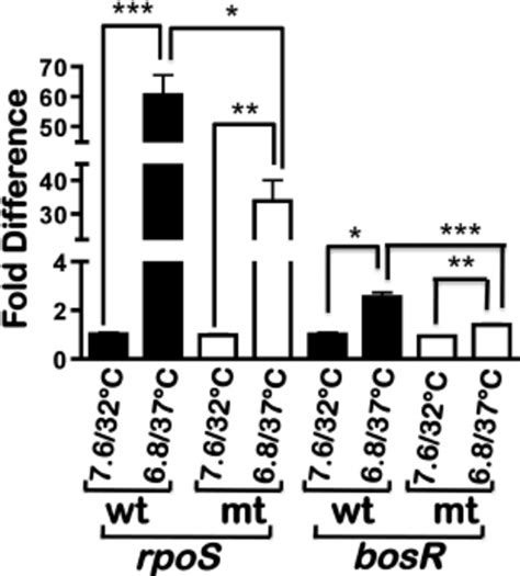 Real Time Reverse Transcription Pcr Analysis Of Levels Of Rpos And Bosr