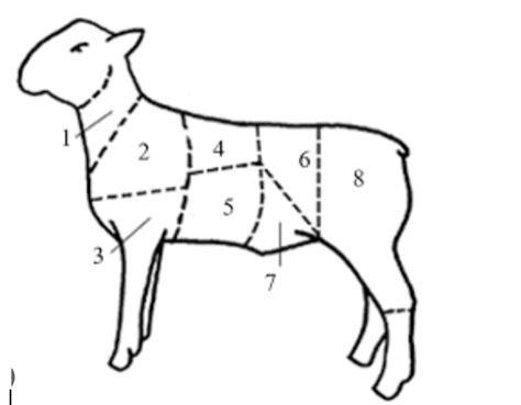 Wholesale Cuts Of A Lamb Diagram Quizlet