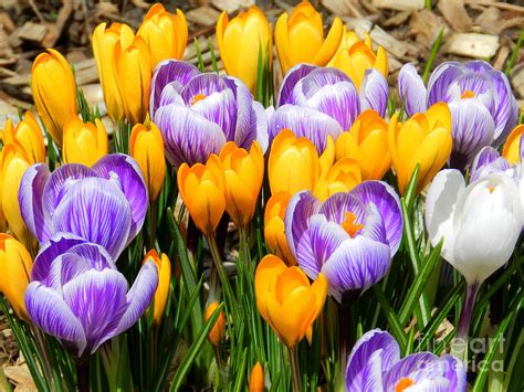 The Colours Of Spring Photograph By Anne Gordon Fine Art America