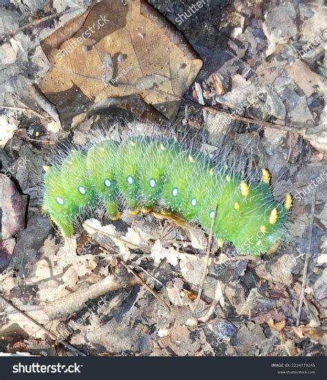 Imperial Moth Crawling Leaves Stock Photo 2224779245 | Shutterstock
