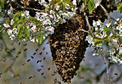 swarm removal jbeehoneycom