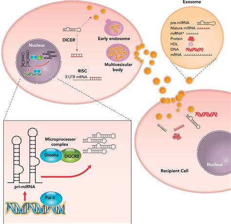 Exosomal Mirnas In Heart Disease Physiology