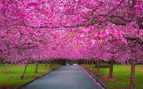 pink trees wallpapers top  pink trees backgrounds wallpaperaccess