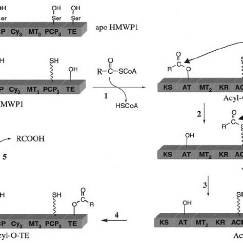 Hydrolytic Editing Cycle Involving Four Acyl Enzyme Intermediates