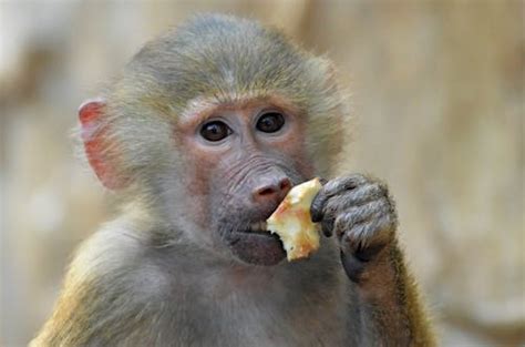 Baboon while Eating · Free Stock Photo