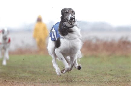 Kenai Lure Coursing