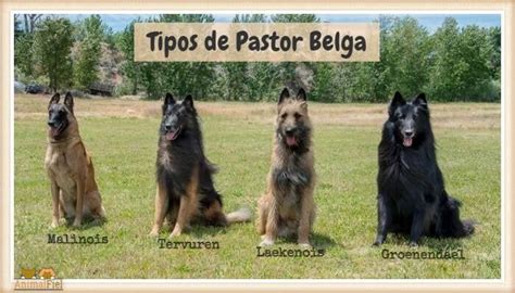 Todos los Tipos de Pastor Belga Características y Diferencias Fotos