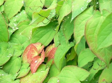 How To Grow Horny Goat Weed Hunker