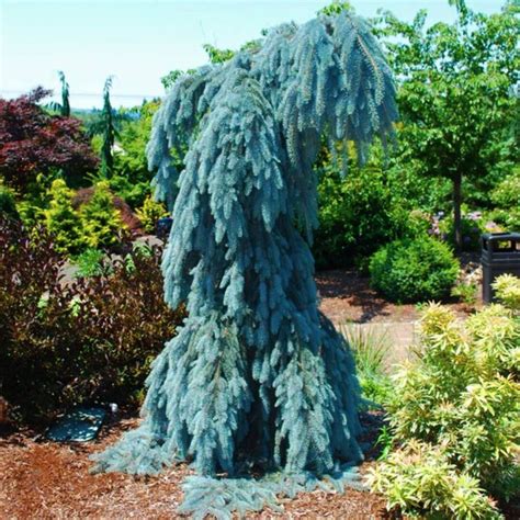 Weeping Blue Spruce | Picea pungens, Blue spruce, Picea pungens glauca