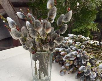 20 Dried Pussy Willow Branches Twigs Catkins Spring Decor Easter Decoration Dried Bouquet Willow