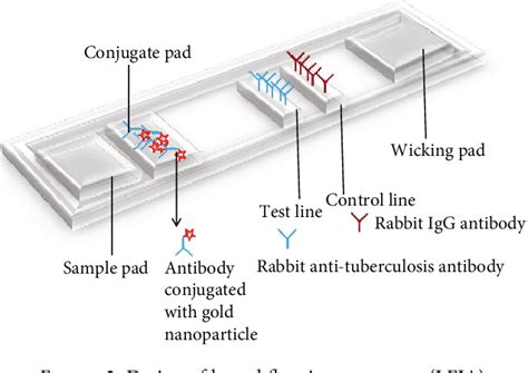 Figure From Lateral Flow Immunoassay For Naked Eye Detection Of