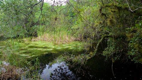 Fotos De Parque Nacional De Los Everglades Ver Fotos E Im Genes De