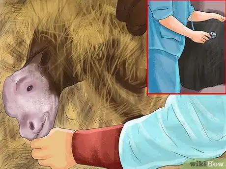 How To Tell The Sex Of A Newborn Calf Steps With Pictures