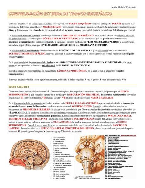 Configuración Externa de Tronco Encefálico Matías Gabriel Mellado