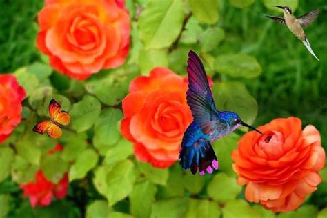 Leyenda del colibrí maya conoce de las leyendas mexicanas El Souvenir