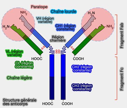 Immunoglobulines