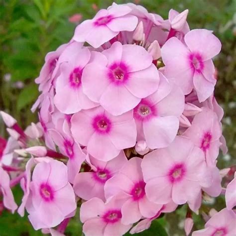 Купить Флокс метельчатый Brilliant Eyes - Флокс - GardenPlants