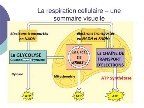 Ppt Notes 7 La Respiration Cellulaire Partie 3 La Chaîne De