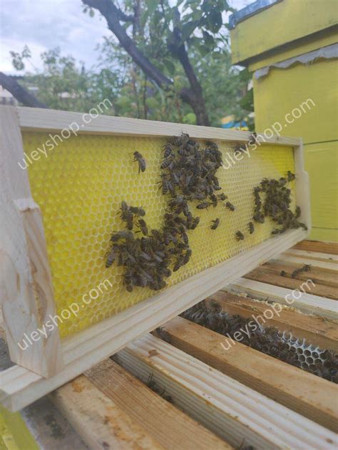 Вощина Пластиковая "Магазинная" (на полурамку 145мм) 1 лист в интернет ...