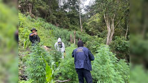 Extensas Plantaciones De Hoja De Coca Son Erradicadas En Yoro Y Olancho