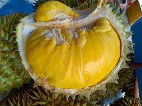 gia sau rieng oc khi bao nhieu cap nhat gia moi nhat