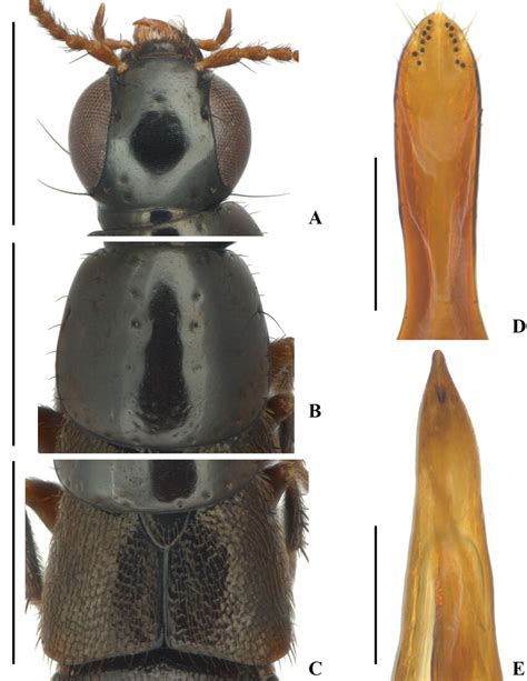 Quedius Raphirus Oros Smetana A Head Mm B Pronotum