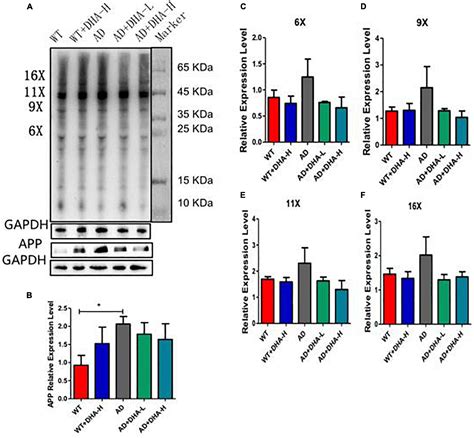 Frontiers DHA Ameliorates Cognitive Ability Reduces Amyloid