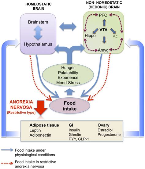 Homeostatic Brain Vs Non Homeostatic Hedonic Brain Schematic