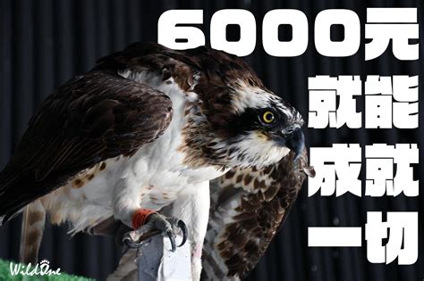 白鴉𓅓星盟探勘小隊 捐款 野生動物保育 轉發感謝【只要6000元，就可以成就一切】 Plurk