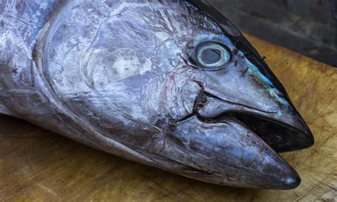 Tuna Teeth: Everything You Need To Know - A-Z Animals