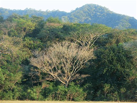 5 Dry Forest With Deciduous And Semi Deciduous Trees In The Hills Near