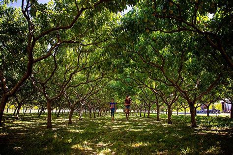 Fruit Stands And Orchards Fruit Stand Capital Similkameen Valley