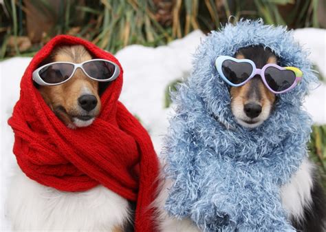 Cute Photos of Dogs in the Winter | POPSUGAR Pets Photo 37