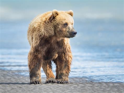 Wallpaper Wet brown bear 1920x1200 Picture, Image
