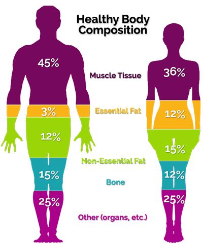 Body Composition Strategic Nutrition Center