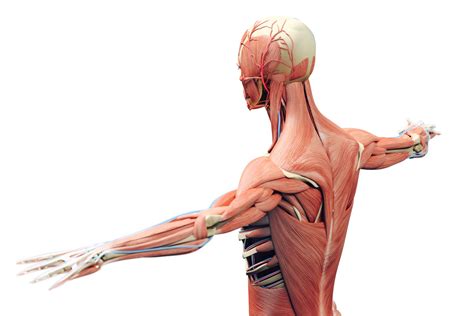 Musculoskeletal System Functions And Anatomy