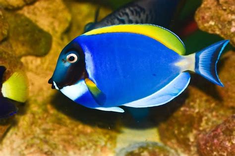 Tang Fish: The Fascinating Facts You Never Knew!, 58% OFF