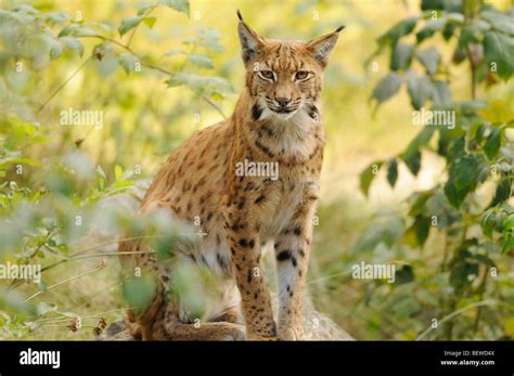 Adult Lynx (Lynx lynx) sitting on rock, Bavarian Forest, Germany, eye ...