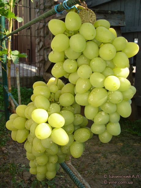 Сорт винограда Аркадия